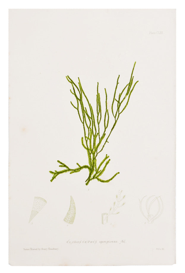 Cladostephus Spongiosus Seaweed Print, c. 1872 in - LEIF