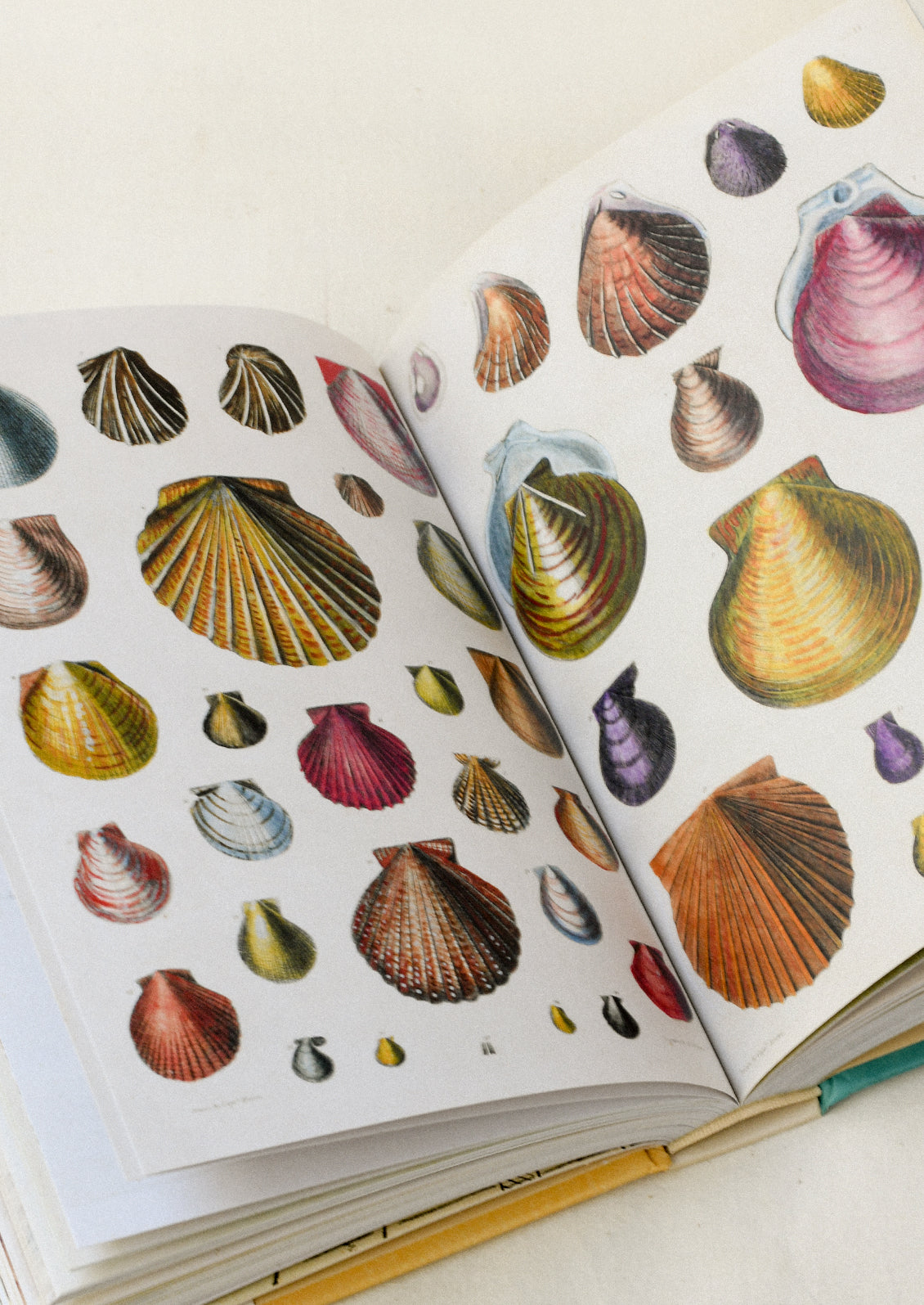A sticker book sitting open on a table showing two pages featuring illustrations of seashells in various colors and sizes.