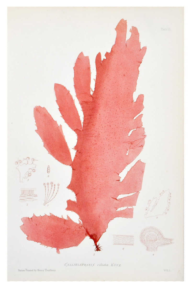 Calliblepharis Ciliata Seaweed Print, c. 1872 in  - LEIF