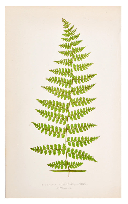 Dicksonia Moluccana Fern Print, c. 1872 in  - LEIF
