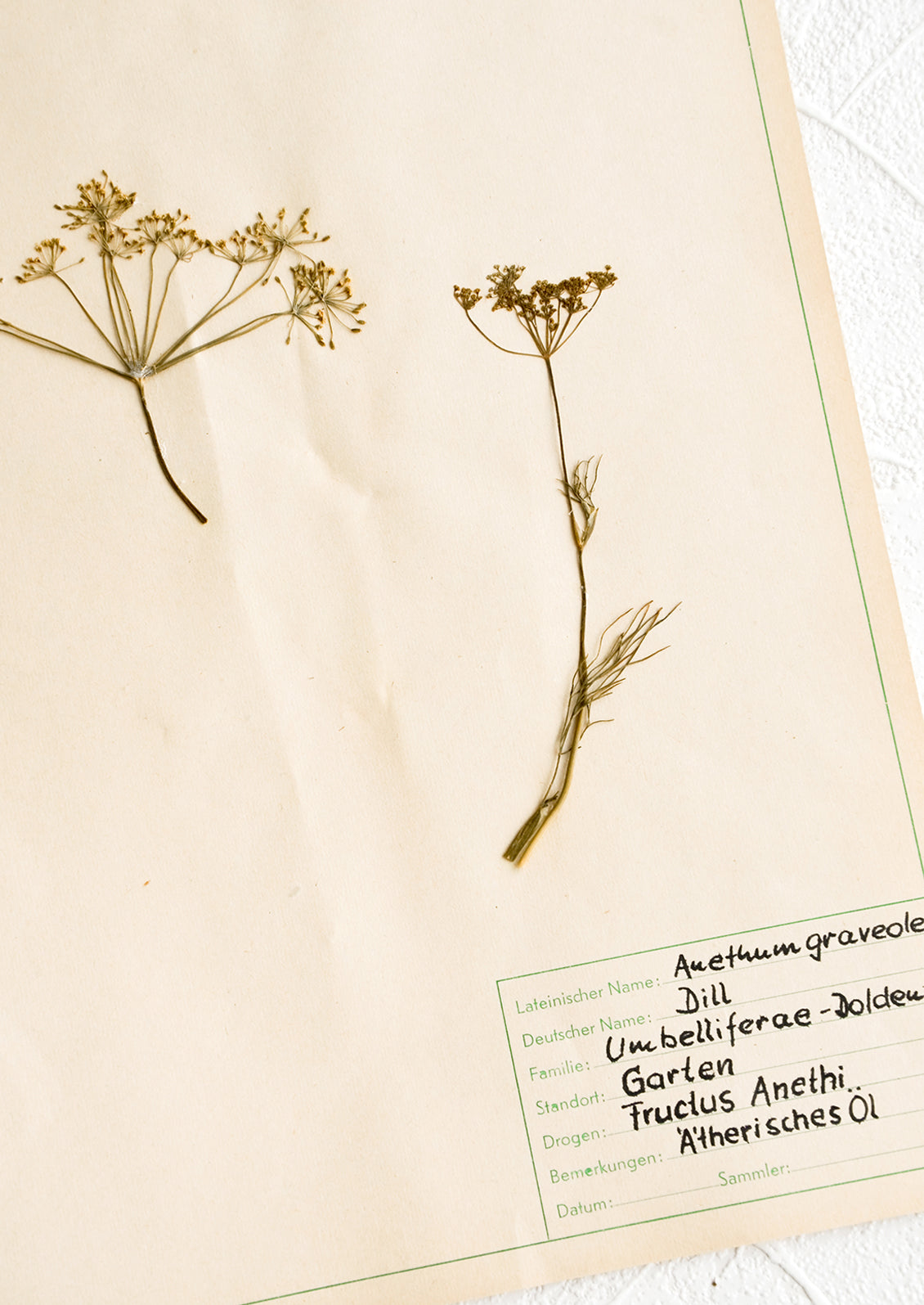 Dried dill specimen preserved on paper with handwritten description