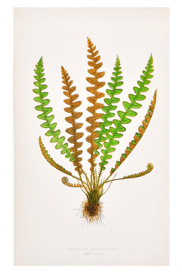 Vintage Fern Print, Cetfrach Officinarum in  - LEIF