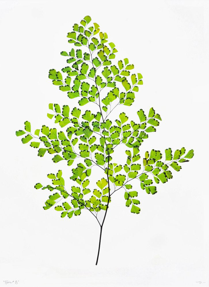 Green Fern #8 Poster Print in  - LEIF