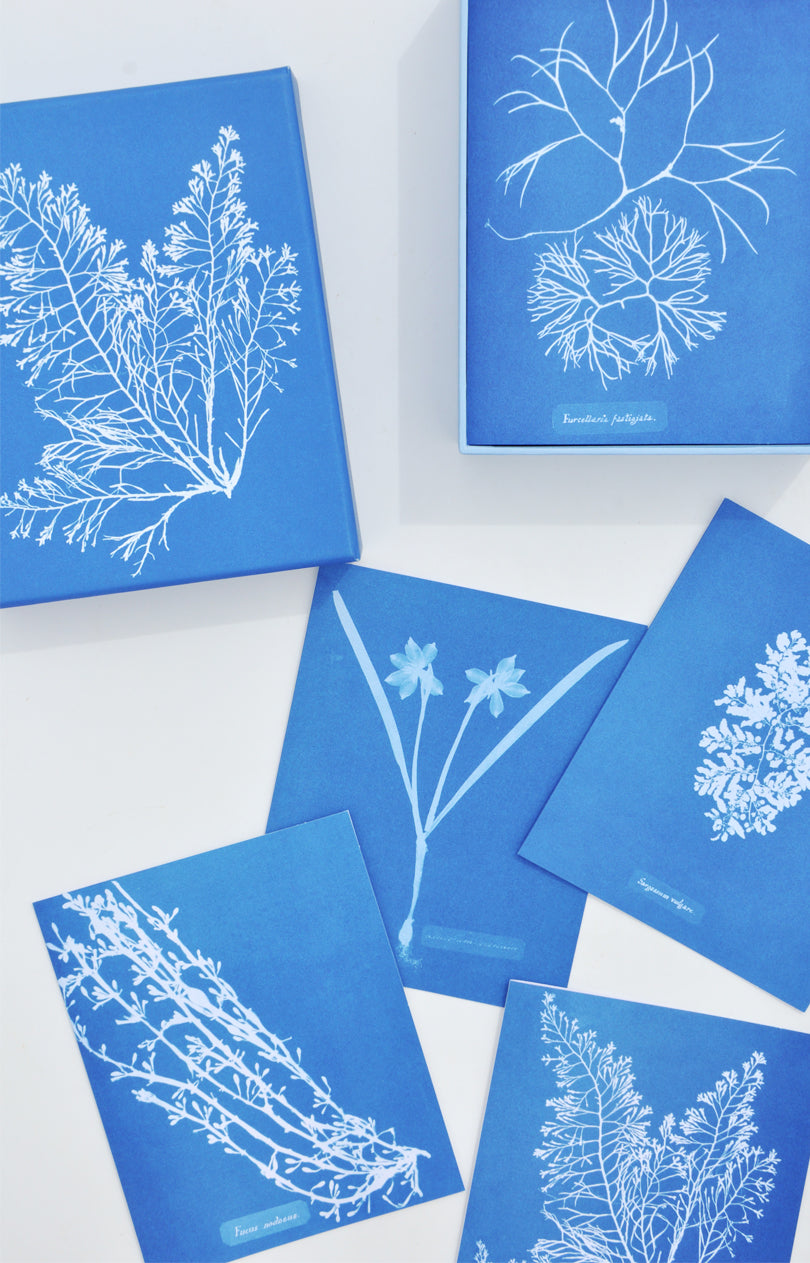 Sunprint Notecard Set in  - LEIF